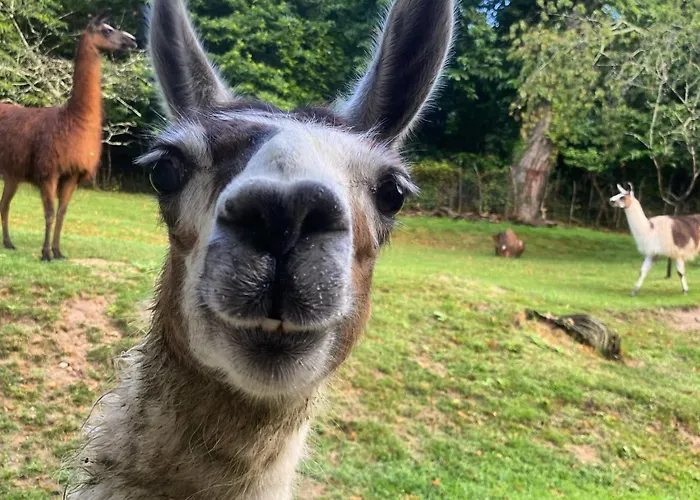 The Llama Farm France