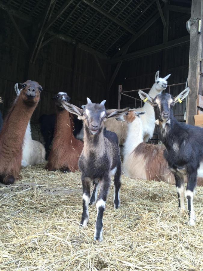 Bauernhof The Llama Farm France *