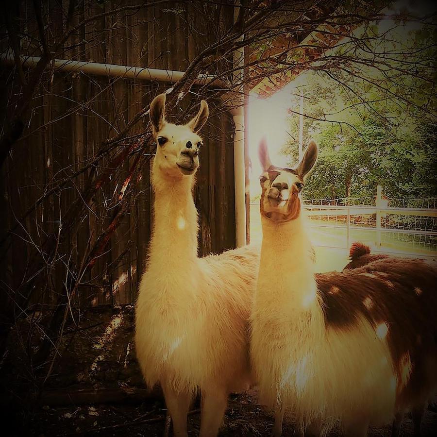 Farm stay The Llama Farm France