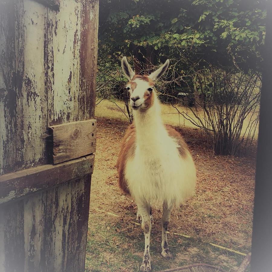 The Llama Farm France Farm stay
