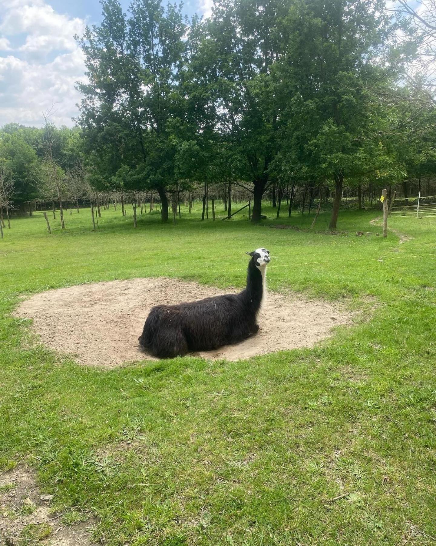 Farm stay The Llama Farm France