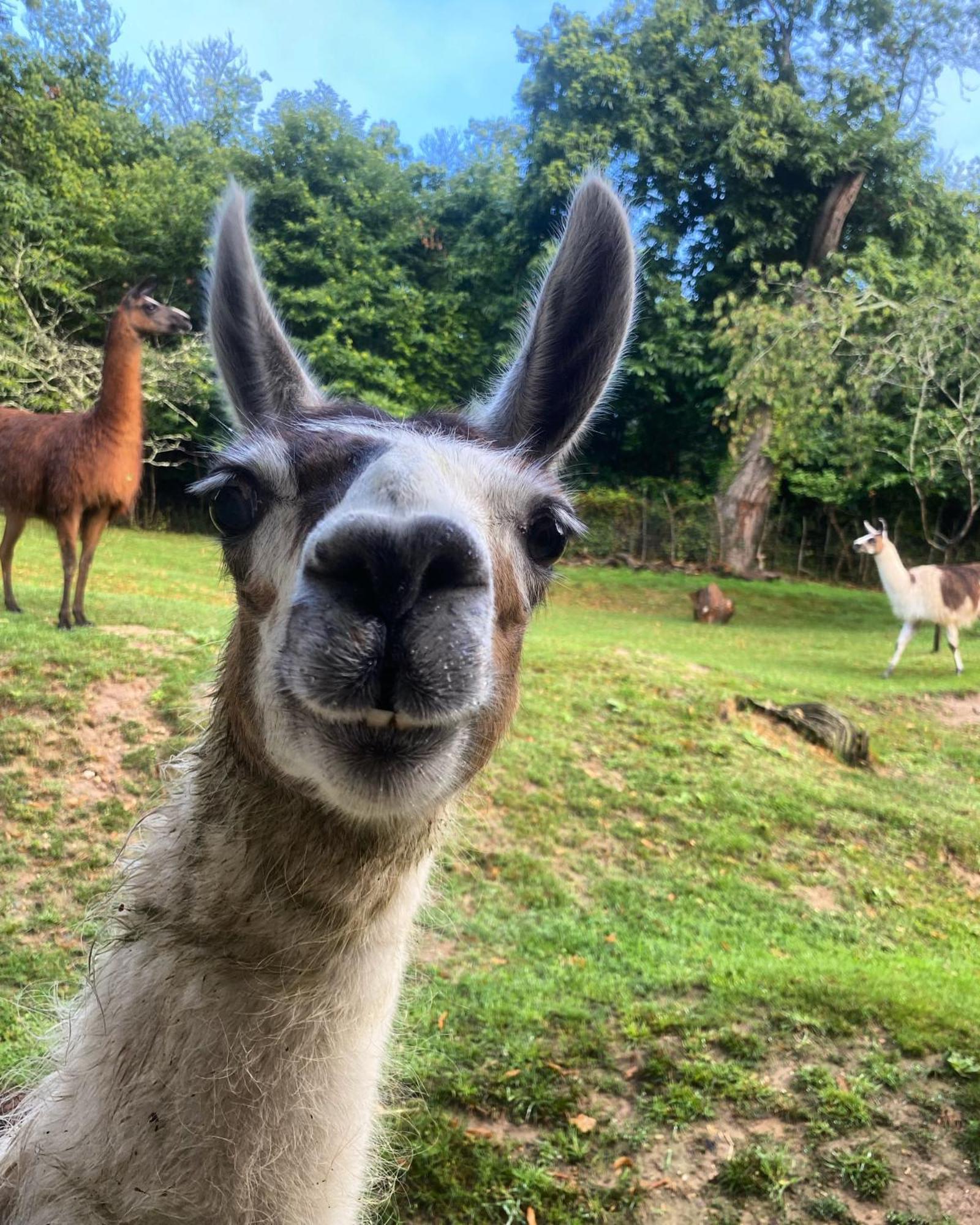 The Llama Farm France Farm stay