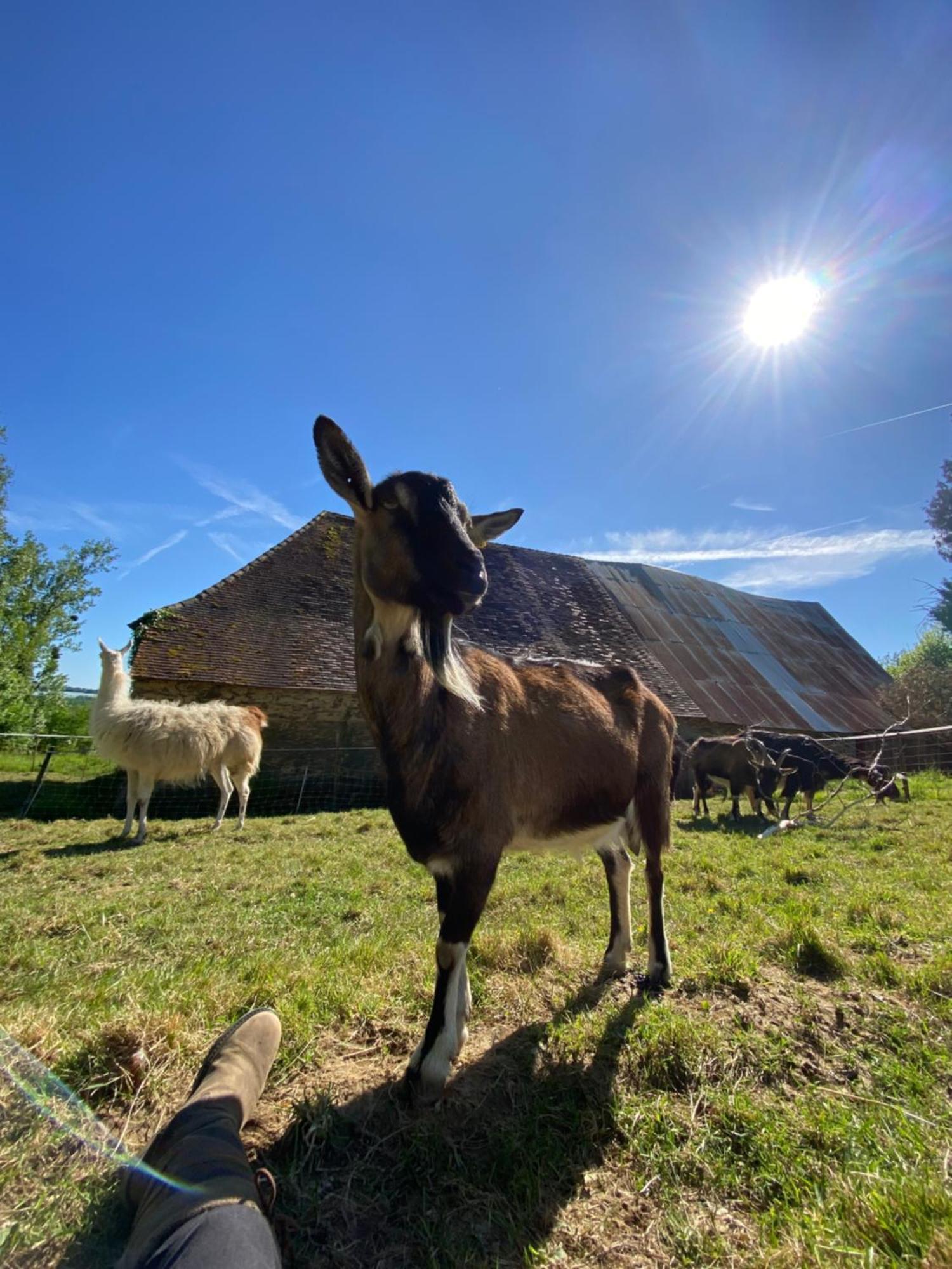 The Llama Farm France Bauernhof Saint-Cyr-Les-Champagnes