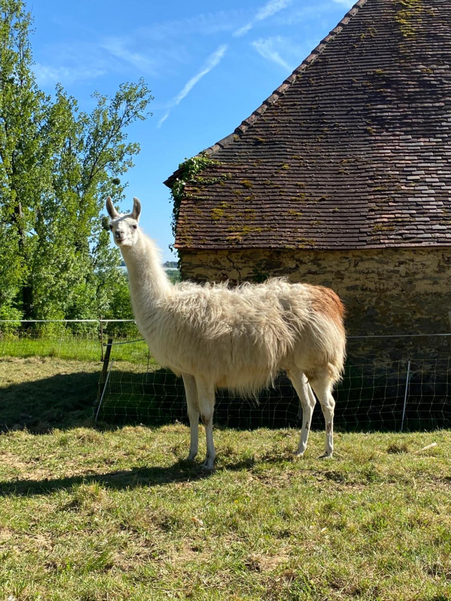 The Llama Farm France * Saint-Cyr-Les-Champagnes