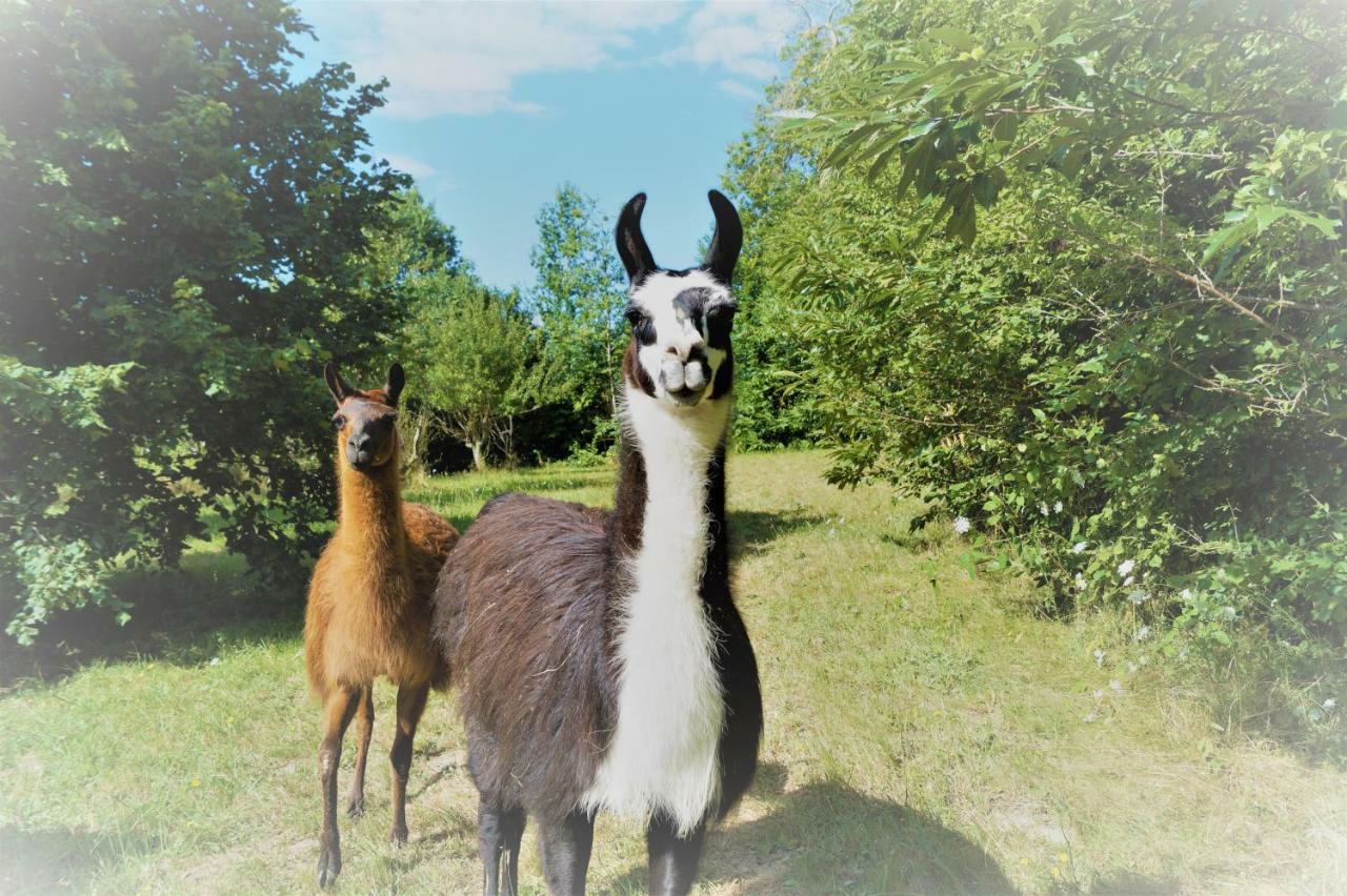 The Llama Farm France Farm stay *