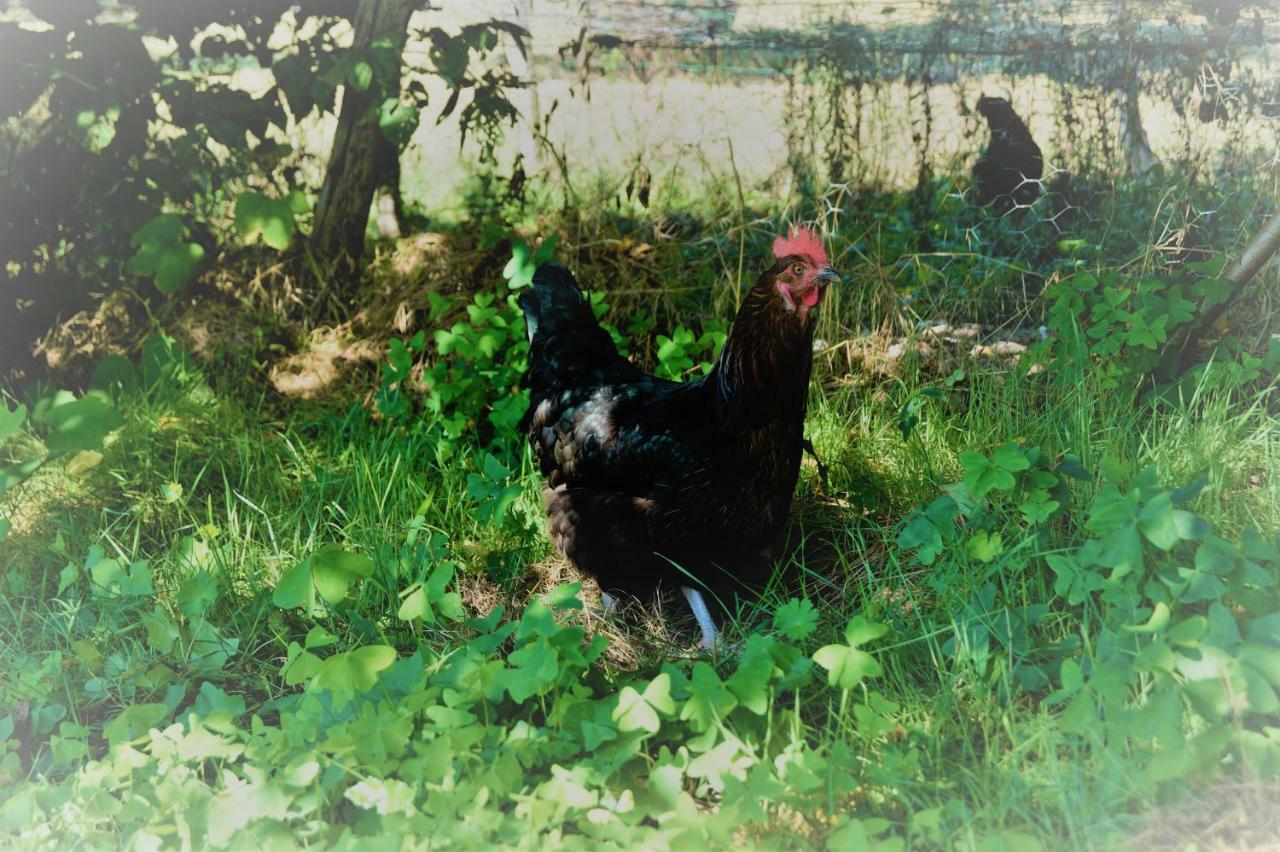 Farm stay The Llama Farm France *