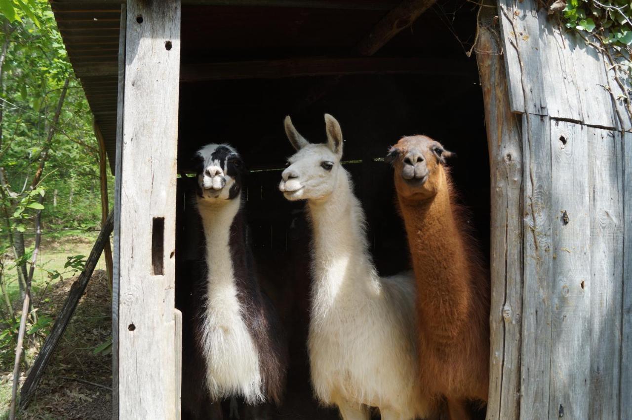 Farm stay The Llama Farm France *