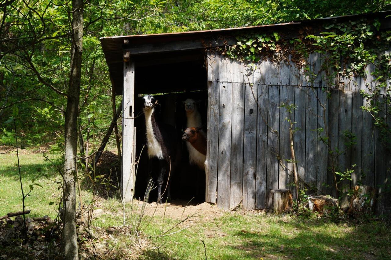 The Llama Farm France Farm stay Saint-Cyr-Les-Champagnes