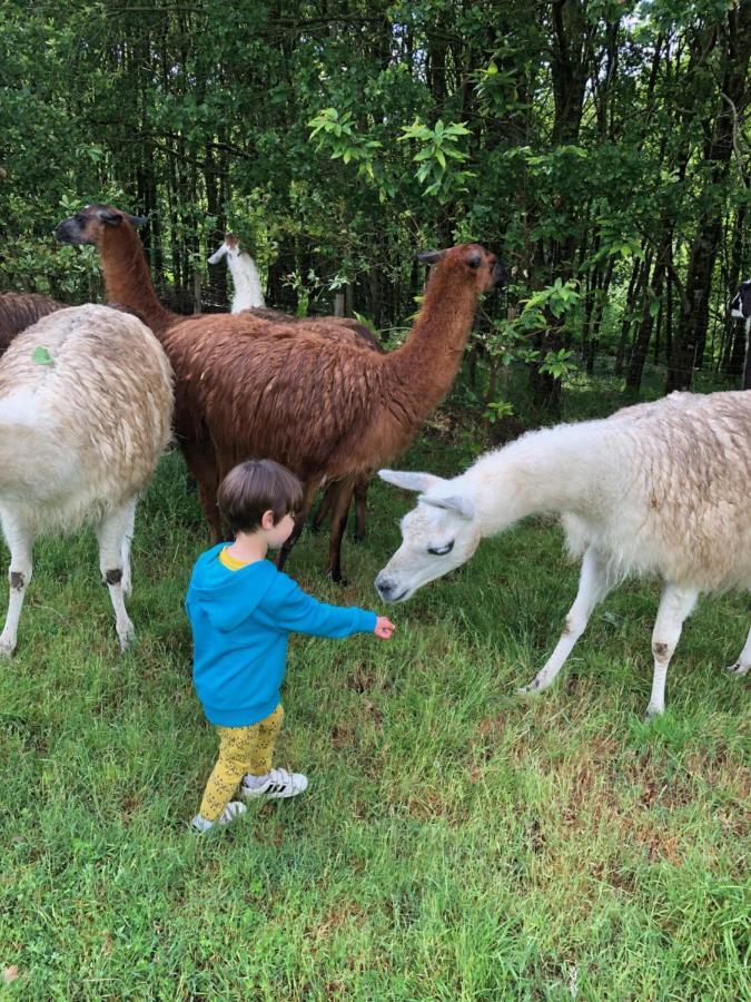 The Llama Farm France Saint-Cyr-Les-Champagnes